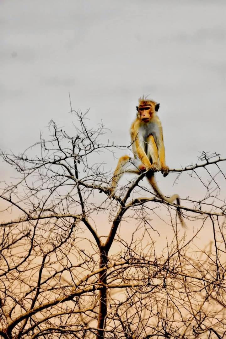 Nature World Jungle Paradise ウダワラウェ エクステリア 写真