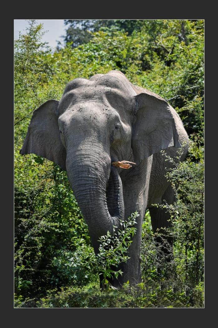 Nature World Jungle Paradise ウダワラウェ エクステリア 写真